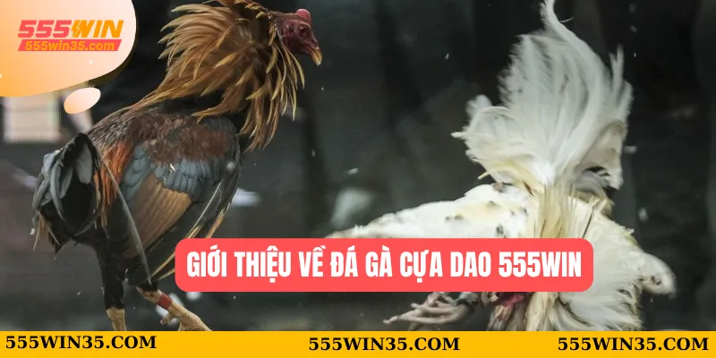 Giới thiệu về đá gà cựa dao 555WIN