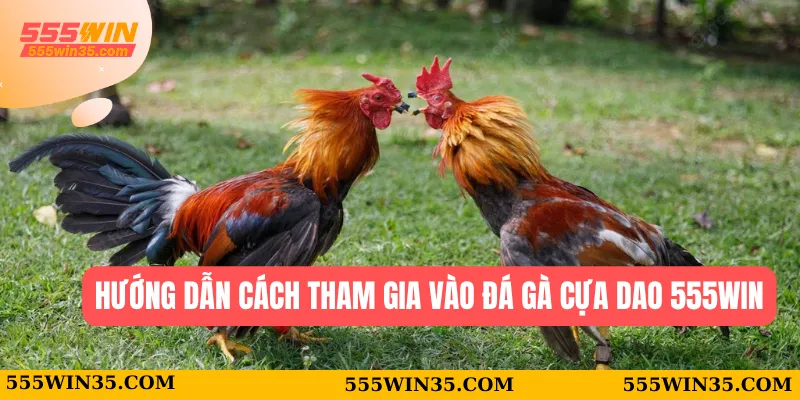Hướng dẫn cách tham gia vào đá gà cựa dao 555WIN