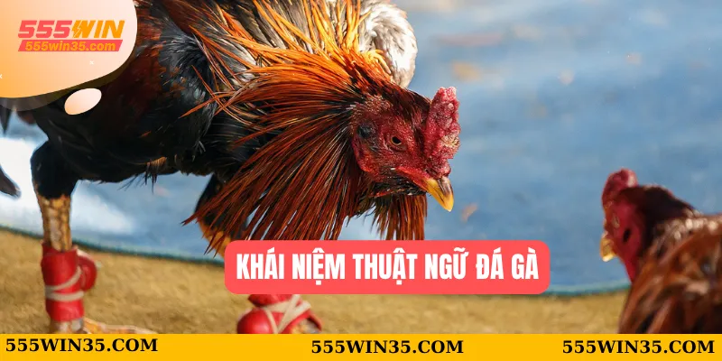 Khái niệm thuật ngữ đá gà
