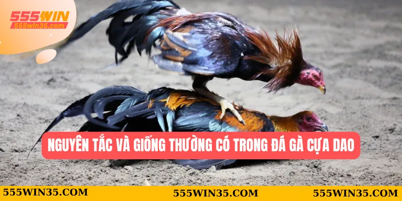 Nguyên tắc và giống thường có trong đá gà cựa dao