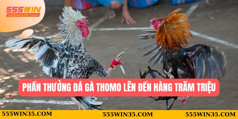 Phần thưởng đá gà Thomo lên đến hàng trăm triệu
