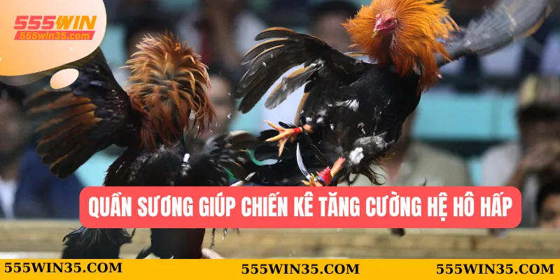 Quần sương giúp chiến kê tăng cường hệ hô hấp